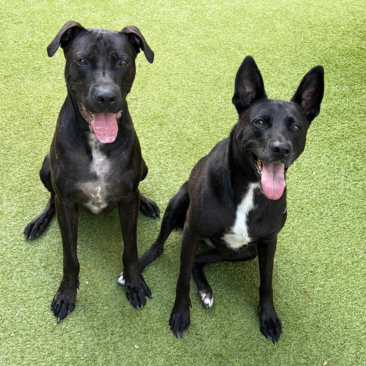 Two black rescue dogs sitting side by side on green turf, tongues out.