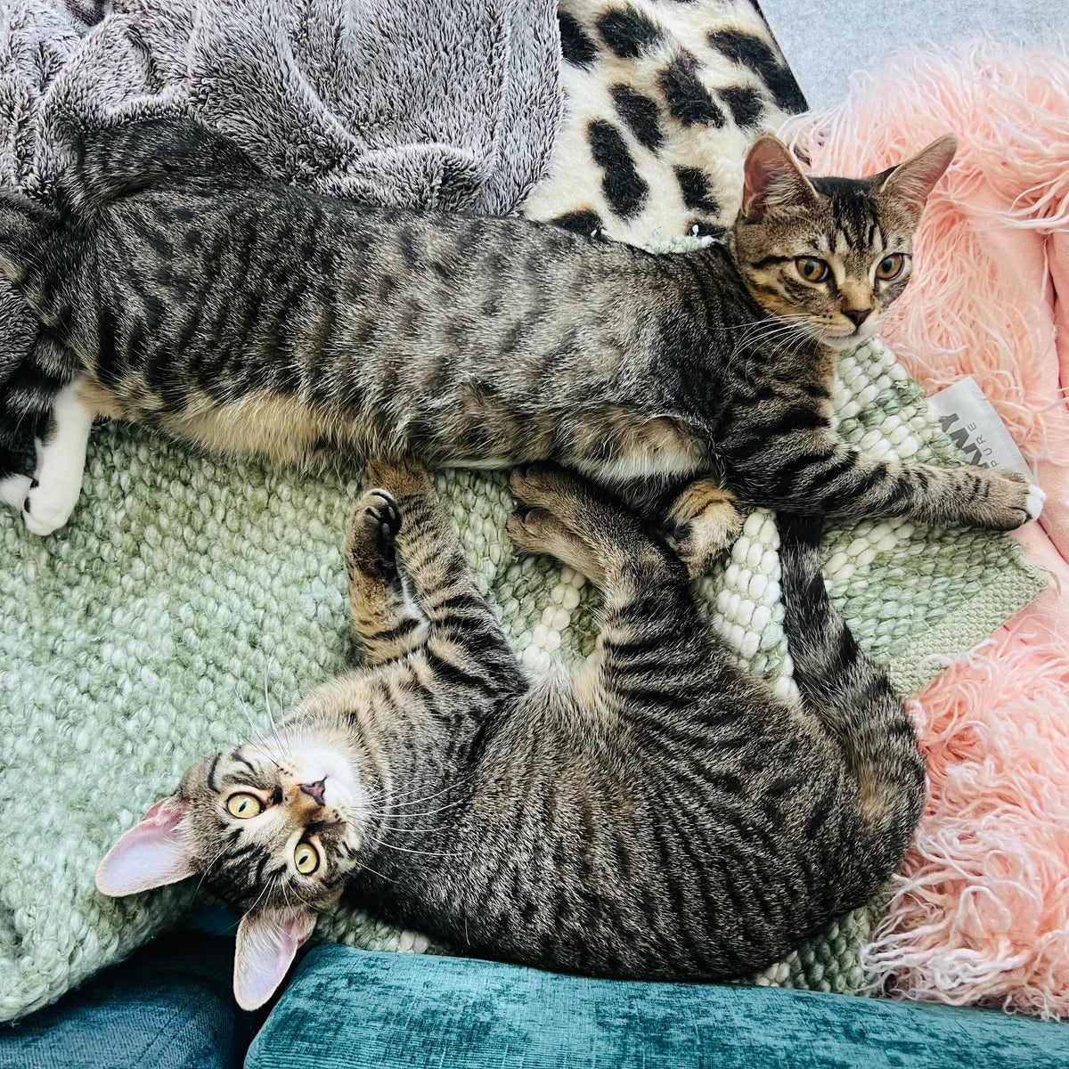 Two tabby cats stretched out together on a pile of soft blankets.