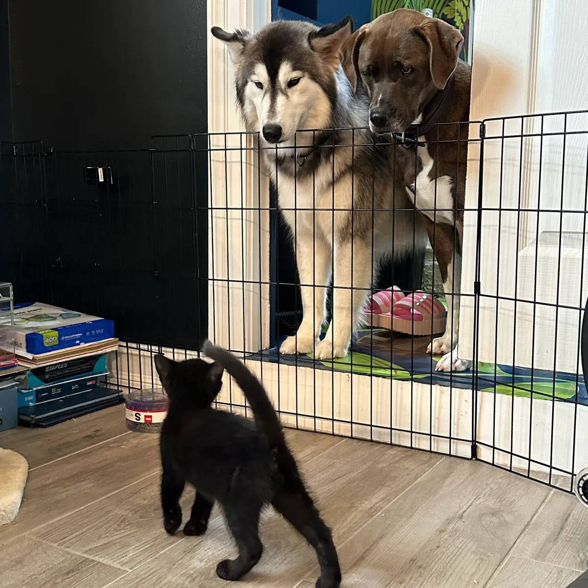 Kylo the husky and a brown hound looking down at a black kitten through a pen gate.