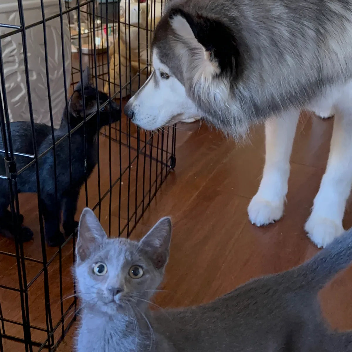 #3 White KF Kylo's Kittens Pouch