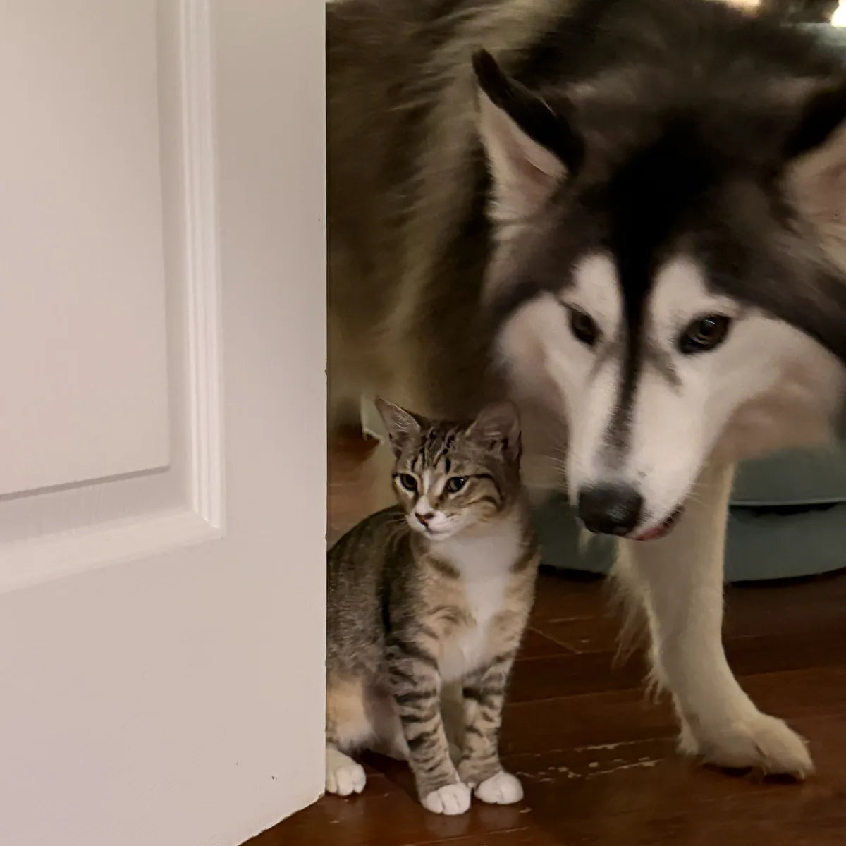 A grey tabby cat standing in a doorway beside a husky, with a second cat behind them.
