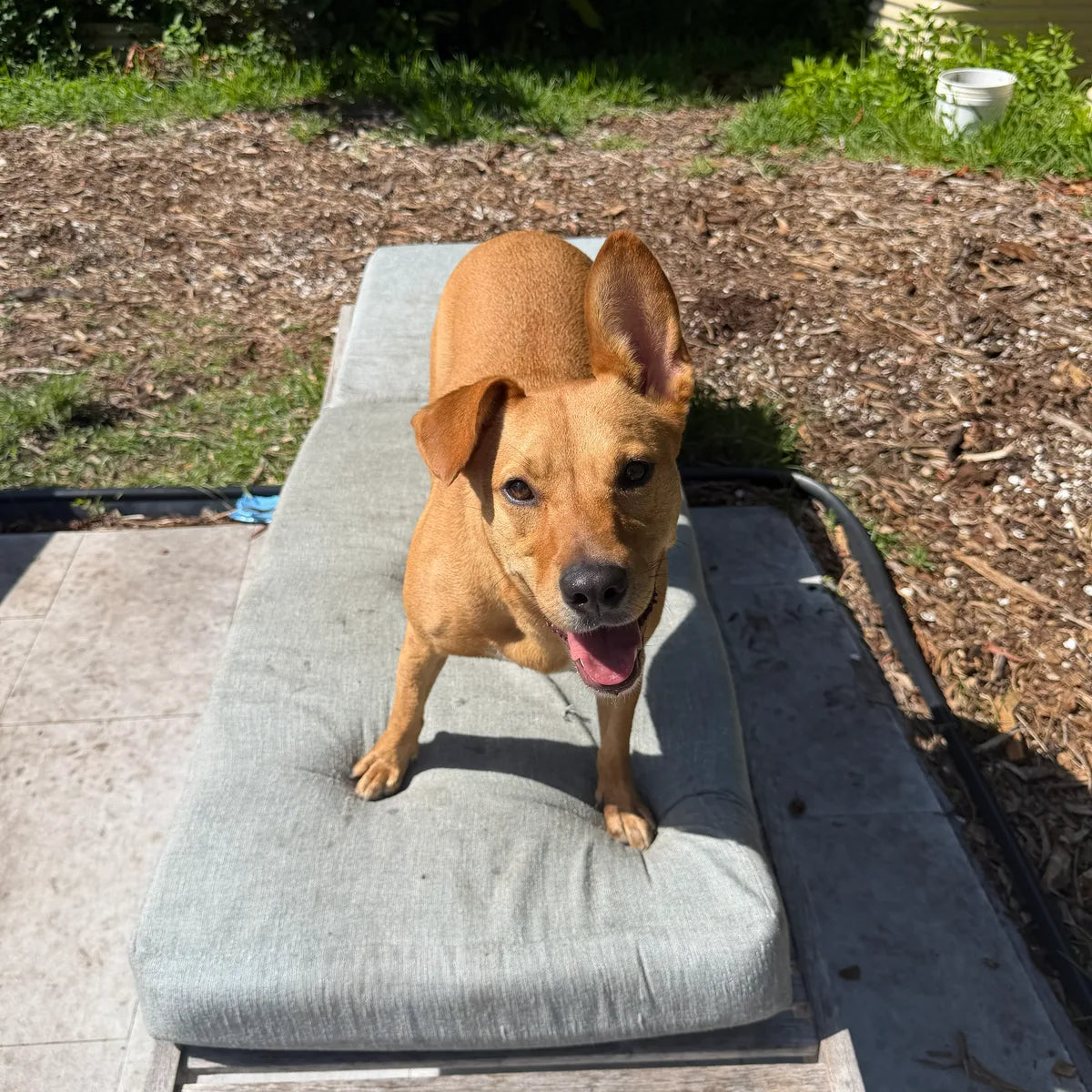 A tan mixed-breed rescue dog standing on a patio lounger in a sunny backyard, tongue out.