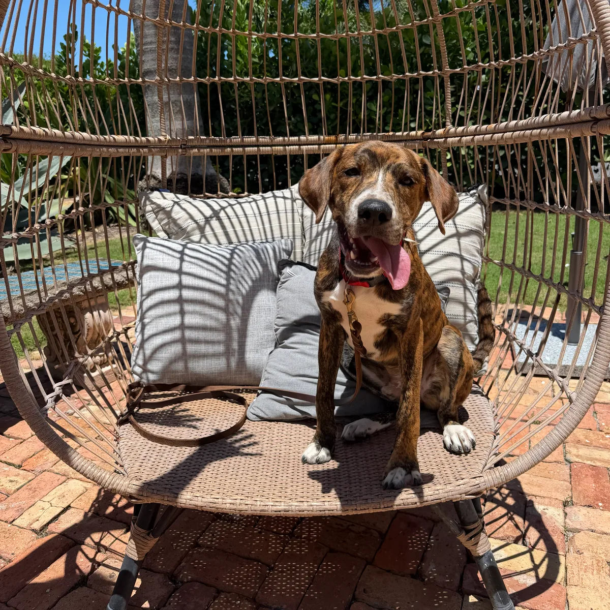 A brindle hound mix sitting in a wicker egg chair on a sunlit brick patio.