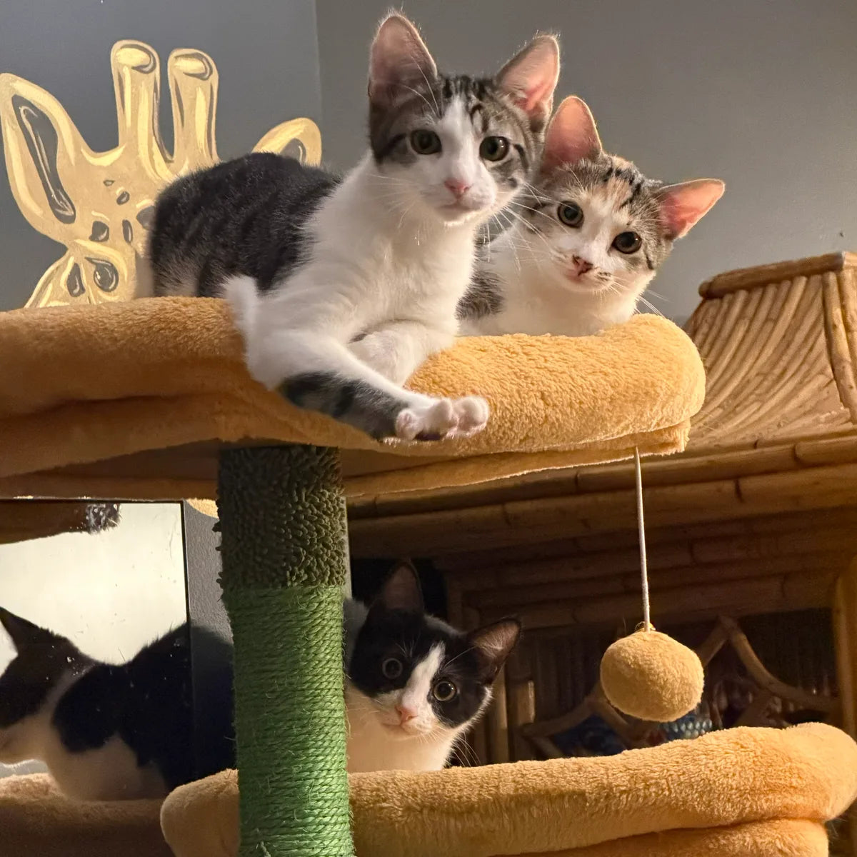 Three foster kittens on a cat tree in warm light — two tabbies perched on the top platform and a black-and-white kitten resting below.