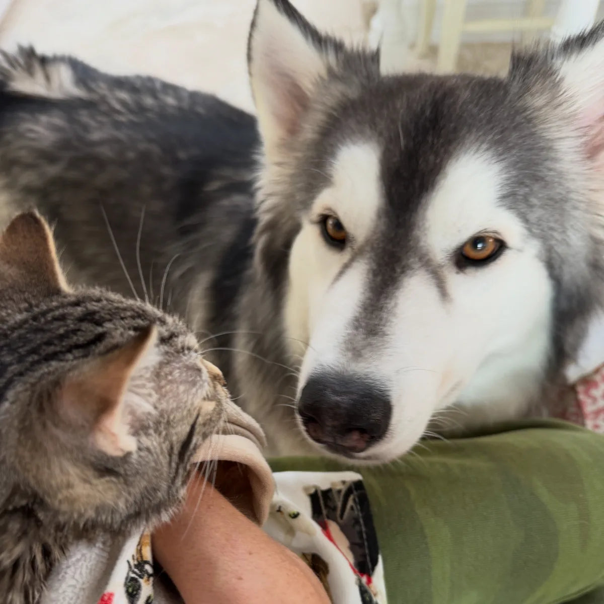 Close-up of Kylo the husky looking at the camera with a tabby cat resting beside him.