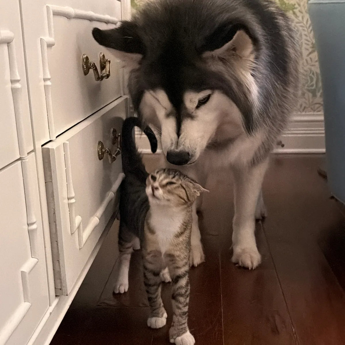 Kylo the husky touching noses with a tabby kitten, the kitten's eyes closed.